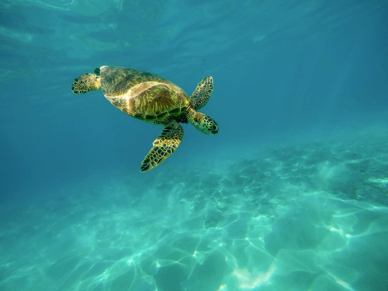 Underwater World